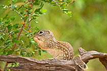 Mexican Ground Squirrel (Spermophilus mexicanus) female foraging for berries. Rio Grande Valley, Texas, USA, June.