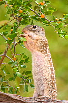Mexican Ground Squirrel (Spermophilus mexicanus) female feeding on berries. Rio Grande Valley, Texas, USA, June.