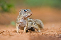 Portrait of a Mexican Ground Squirrel (Spermophilus mexicanus). Rio Grande Valley, Texas, USA, June.