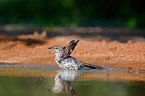 Northern Mockingbird (Mimus polyglottos) bathing in a pond. Lower Rio Grande Valley, Texas, USA, May.