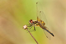 Ornate Pennant Dragonfly (Celithemis ornata) female perching. Jasper County, Texas, USA.
