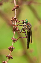 Robber Fly (Microstylum morosum) perching on a dead flower stalk. Travis County, Texas, USA, June.