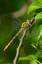 Russet-tipped Clubtail Dragonfly (Stylurus plagiatus) perching on foliage. Rio Grande Calley, Hidalgo County, Texas, USA.