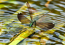 Sparkling Jewelwing (Calopteryx dimidiata) female displaying while perching on a waterplant leaf. Indian Creek, Jasper County, tTexas, USA.