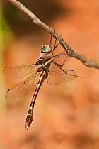 Stream Cruiser Dragonfly (Didymops transversa) perching. Bouton Lake, Jasper County, Texas, USA, April.