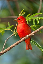 Summer Tanager (Piranga rubra) male perching in a tree. South Padre Island, Cameron County, Texas, USA, April.