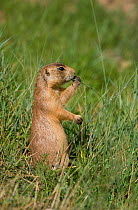 Utah Prairie Dog (Cynomys parvidens) standing in grass. Bryce Canyon National Park, Utah, USA, August.