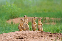 Utah Prairie Dogs (Cynomys parvidens) standing on watch outside their burrow. Bryce Canyon National Park, Utah, USA, August.