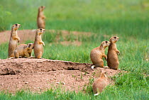 Utah Prairie Dog (Cynomys parvidens) standing on watch outside their burrow. Bryce Canyon National Park, Utah, USA, August.