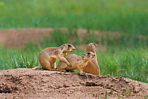 Utah Prairie Dog (Cynomys parvidens) by the entrance to their burrow. Bryce Canyon National Park, Utah, USA, August.