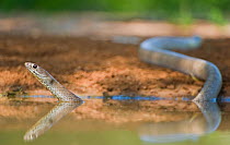 Western Coachwhip Snake (Masticophis flagellum testaceus) in water. Rio Grande Valley, Texas, USA, May.