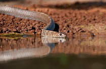 Western Coachwhip Snake (Masticophis flagellum testaceus) by water. Rio Grande Valley, Texas, USA, May.