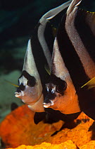 Two Longfin bannerfish (Heniochus acuminatus) portraits, Walindi, Papua New Guinea