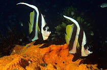 Longfin bannerfish (Heniochus acuminatus) on coral reef, Walindi, Papua New Guinea