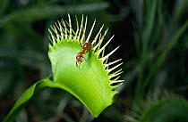 Ant on closed Venus Flytrap (Dionaea muscipula) Botanical Gardens, North Carolina, USA