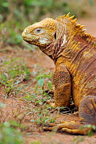 Galapagos Land Iguana (Conolophus subcristatus) head and shoulder in profile showing horny crest. Baltra, Galapagos, Ecuador, April.