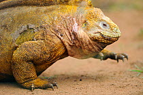 Galapagos Land Iguana (Conolophus subcristatus) in profile. Baltra, Galapagos, Ecuador, April.