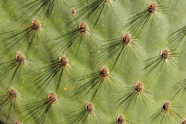 Prickly Pear Cactus / Opuntia Cactus (Opuntia ficus-indica) close up of spines. Rabida Island, Galapagos, Ecuador, April.