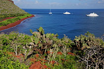 A view of a bay on Rabida Island with Prickly Pear (Opuntia vulgaris) in the foreground and three yachts. Galapagos, Ecuador, April.