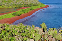 The coast of Rabida Island with red sand beach. Prickly Pear Cacti (Opuntia vuglaris) are in the foreground. Galapagos, Ecuador, April.
