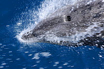 Bottlenose Dolphin (Tursiops truncatus) spraying through water. Galapagos, Ecuador, April.