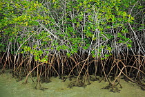 Mangrove vegetation growing in shallow salt water. Santa Cruz Island, Galapagos, Ecuador, April.