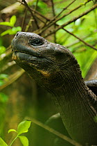 Head of a Galapagos Giant Tortoise (Chelonoidis nigra) in profile. Santa Cruz Island, Galapagos, Ecuador, April.