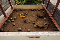 Captive tortoises (Chelonia nigra) at Charles Darwin Research Station. Galapagos, Ecuador, April.