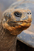 RF- Portrait of a Galapagos Giant Tortoise (Chelonoidis nigra), captive. Santa Cruz Island, Galapagos, Ecuador. April. (This image may be licensed either as rights managed or royalty free.)