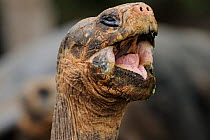 Galapagos Giant Tortoise (Chelonoidis nigra) yawning. Captive. Santa Cruz Island, Galapagos, Ecuador, April.