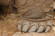 Close-up of a Galapagos Giant Tortoise (Chelonoidis nigra) foot and claws. Captive. Santa Cruz Island, Galapagos, Ecuador, April.