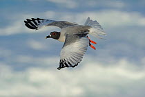 Swallow Tailed Gull (Creagrus furcatus) in flight. Punta Suarez, Espaniola, Galapagos, Ecuador, April.