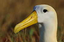 Portrait of Waved / Galapagos Albatross (Diomedea / Phoebastria irrorata). Punta Suarez, Espaniola, Galapagos, Ecuador, April.