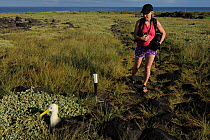 Tuula Rahikka looking at a Waved / Galapagos Albatross (Diomedea / Phoebastria irrorata) resting in vegetation. Punta Suarez, Espaniola, Galapagos, Ecuador, April.