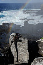 Marine Iguana (Amblyrhynchus cristatus) basking on a rock as sea spray forms a rainbow. Punta Suarez, Espaniola, Galapagos, Ecuador, April.