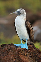 RF- Blue Footed Booby (Sula nebouxii) perched on rock. Post Office Bay, Champion Island, Galapagos, Ecuador. April. (This image may be licensed either as rights managed or royalty free.)