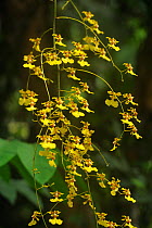 Tree Orchids (Orchidaceae sp.). Maquipucuna Reserve, cloud forest area, Ecuador, April.