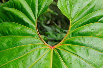Elephant Ear (Xanthosoma sp.) leaf. Macupucuma reserve, Ecuador, April.