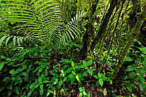 Cloud Forest undergrowth in Manacupuwa Reserve, Ecuador, April.