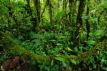 Cloud Forest undergrowth in Manacupuwa Reserve, Ecuador, April.