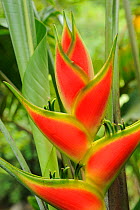 Heliconia (Heliconia sp.) flowers. Manacupuwa Reserve, Ecuador, April.
