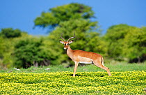 Black-faced Impala (Aepyceros melamis petersi) male standing in a field of Devil's Thorn flowers (Tribulus terrestris). Etosha National Park, Namibia, January.