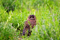 Marsh Owl (Asio capensis), wet after rain. Etosha National Park, Namibia, January.