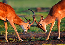Two male Black-faced Impala (Aepyceros melamis petersi) fighting with interlocked horns. Etosha National Park, Namibia, January.