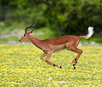 Black-faced Impala (Aepyceros melamis petersi) male jumping ("stotting" or "pronking") to demonstrate fitness to potential mates, competitors and predators. Devil's Thorn fl (Tribulus terrestris) in f...