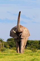 African Elephant (Loxodonta africana) male scenting with trunk raised. Etosha National Park, Namibia, January.