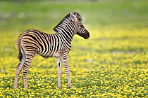 RF- Zebra (Equus quagga) foal in profile standing in Devil's Thorn flowers (Tribulus terrestris). Etosha National Park, Namibia, January. (This image may be licensed either as rights managed or royalt...