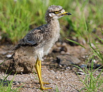 Spotted Thick-Knee / Cape Dikkop (Burhinus capensis) chick. Etosha National Park, Namibia, January.