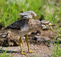Spotted Thick-Knee / Cape Dikkop (Burhinus capensis) chick exercising its tiny wings. Etosha National Park, Namibia, January.