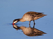 Red-Billed Teal (Anas erythrorhyncha) foraging in water. Etosha National Park, Namibia, January.